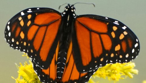 Monarch Conservation 