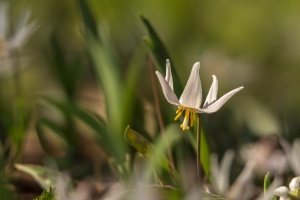 Trout lily (Rona Neri)
