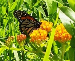 Monarch butterfly & butterfly milkweed. (Photographer unknown)