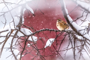 Winter scenes (Rona Neri)