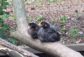 Chicks born in 2017 (Photo: AJ Dusick)