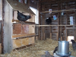 Happy chickens in nest boxes